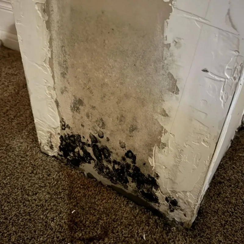 Professional Mold Removal in Bastrop County, TX